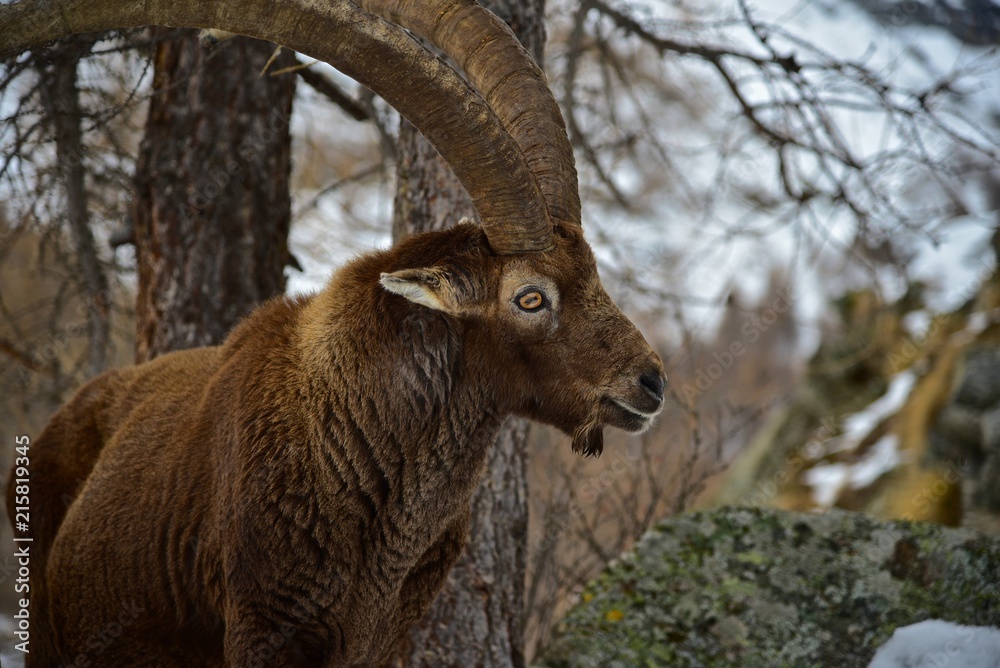 ibex portrait