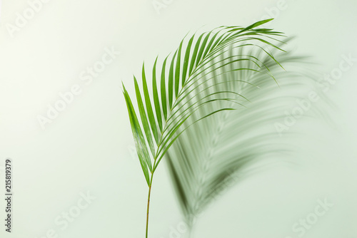 Creative layout made of colorful tropical leaves on white background. Minimal summer