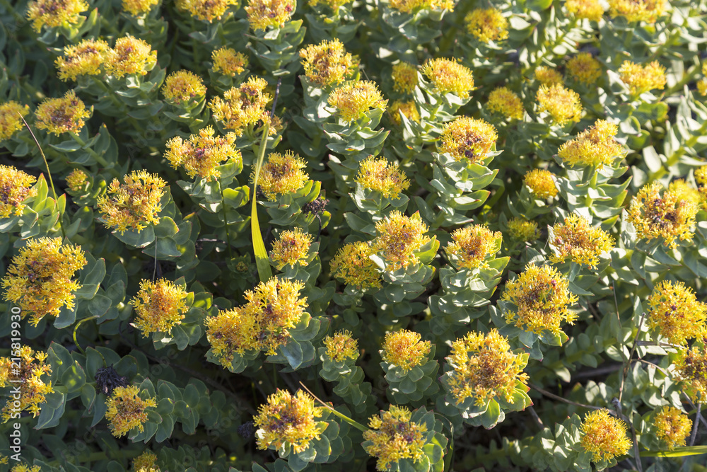 Rhodiola rosea (also known as pink root) (lat. Rhodíola rosea) is a perennial plant Stock Photo | Adobe Stock