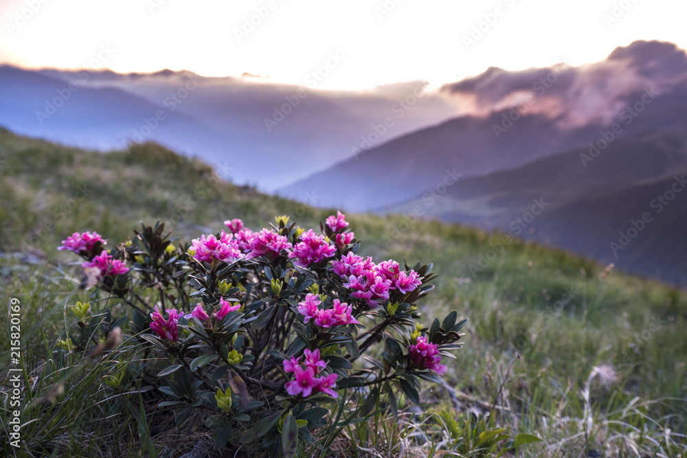 Obraz premium close up of alp roses (alpenrosen) in south tyrol with blurred out background