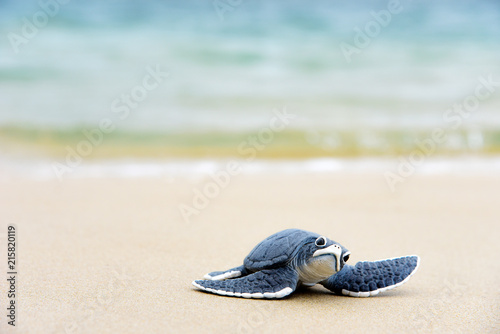 Little turtle on the beach,Copy space.