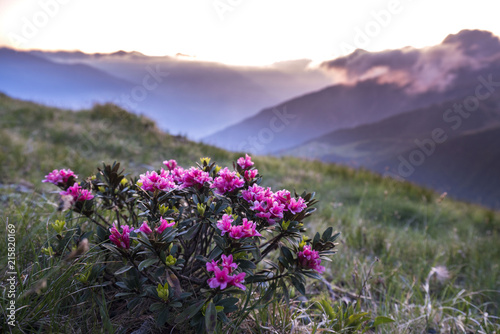 close up of alp roses (alpenrosen) in south tyrol with blurred out background