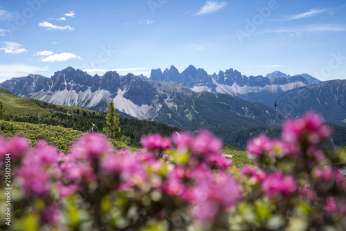 alpenrosen on the plose with view on the italian dolomites (Geisler Alps)