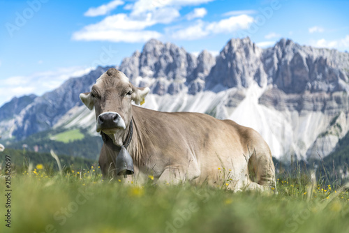 Two cows lying on a Meadow on the Plose with a beautiful view to the Italian Dolomites (Geisler) © rene gamper