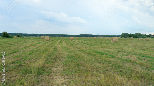 Hay cocks on farm field in back lit
