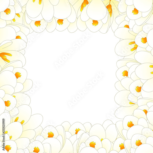 White Crocus Flower Border