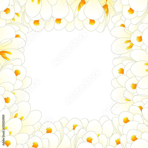 White Crocus Flower Border