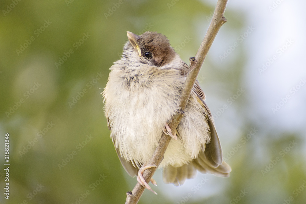 Fototapeta premium Eurasian tree sparrow, Passer montanus