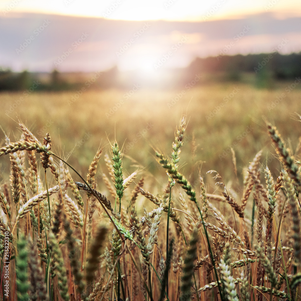 Fototapeta premium Spickelets of a wheat on the foreground with wheat field and forest on the background