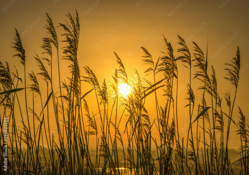 Golden Light behind the Reeds Golden Light behind the Reeds