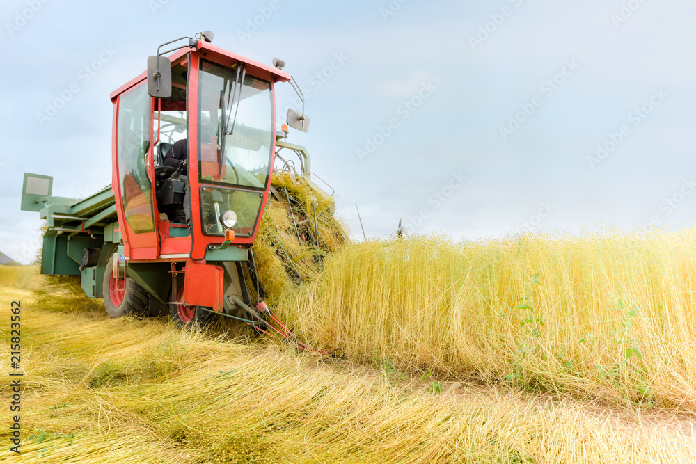 Obraz premium récolte du lin