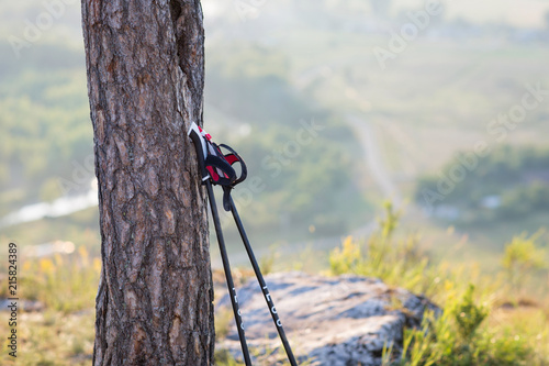 Nordic walking sticks leaning against a tree. beautiful natural landscape, open spaces. concept: travel and active lifestyle