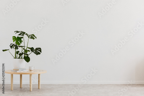 Plant on wooden table against white empty wall with copy space in living room interior. Real photo. Place for your furniture