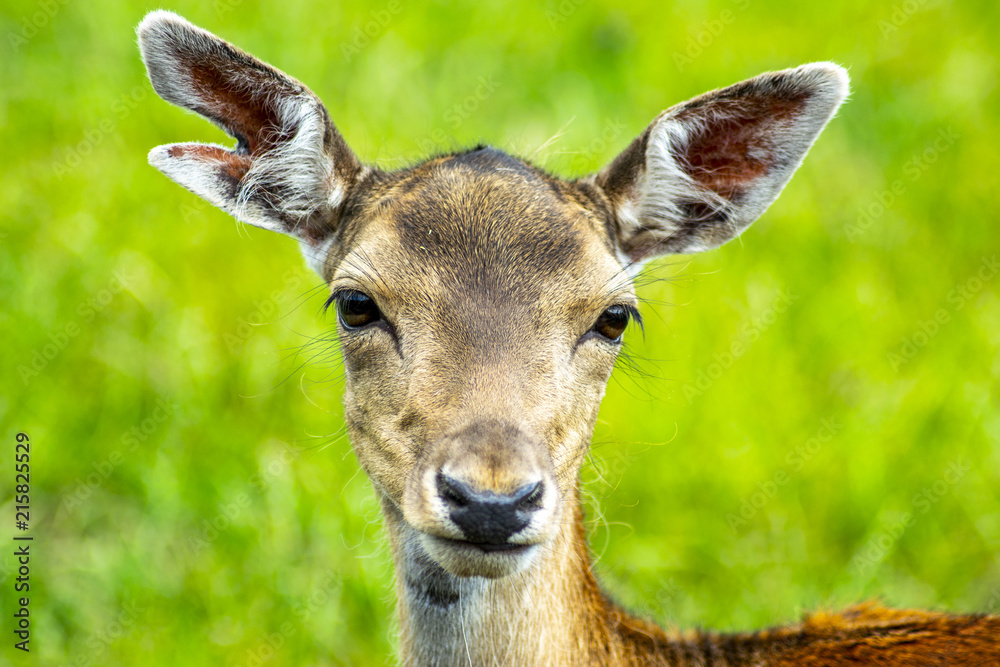 deer with grass background deer close-up deer wildlife deer with grass background deer close-up deer wildlife