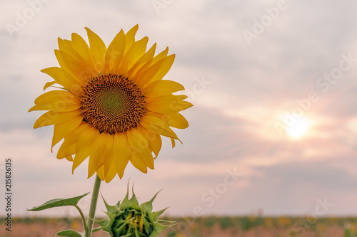 Beautiful sunflowers in the field natural background  Sunflower blooming