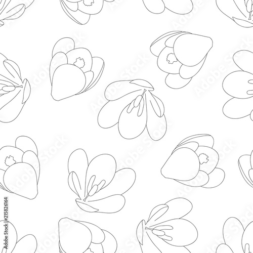 Fototapeta Naklejka Na Ścianę i Meble -  Crocus Outline on White Background