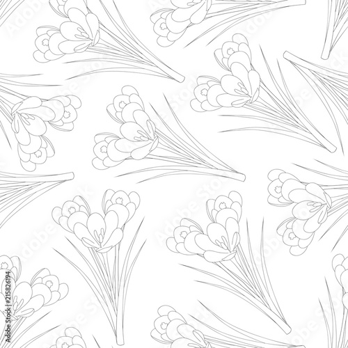 Fototapeta Naklejka Na Ścianę i Meble -  White Crocus Outline on White Background