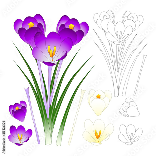 Fototapeta Naklejka Na Ścianę i Meble -  Purple and White Crocus with Outline isolated on White Background.