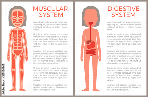 Muscular and Digestive Systems of Woman s Body