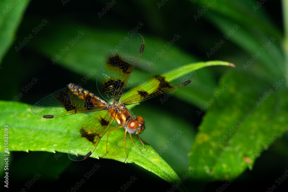 Extreme macro close up shot of a dragonfly perched on a plant Extreme macro close up shot of a dragonfly perched on a plant