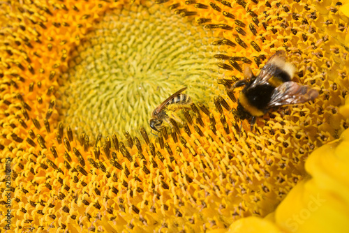 Sonnenblume, Helianthus, annuus, Hummel, Biene photo