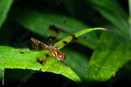 Extreme macro close up shot of a dragonfly perched on a plant © ejkrouse