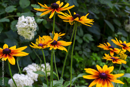 yellow flowers close-up in the garden