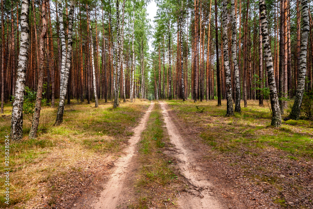 Obraz premium Puszcza Knyszyńska