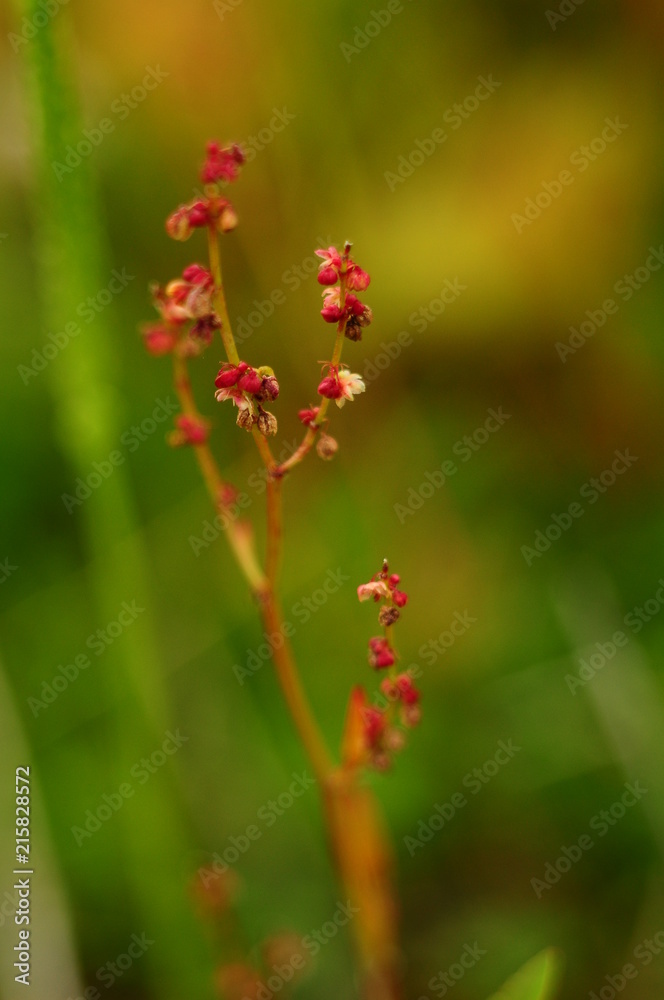 Sprig of plant with small red flowers in the field, macro and blur effect Sprig of plant with small red flowers in the field, macro and blur effect
