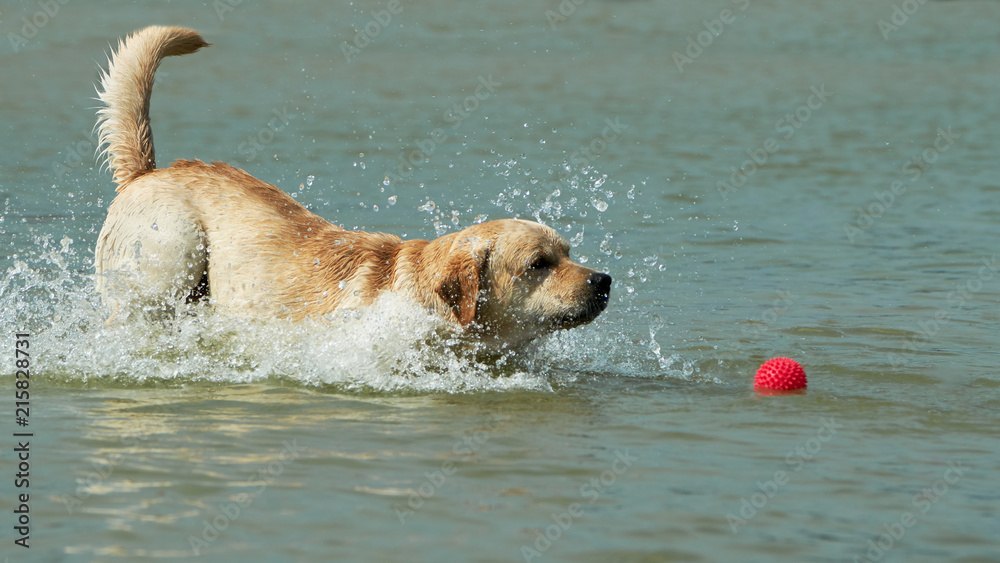 Yellow labrador runs along the coast