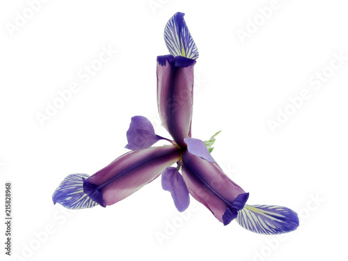 Fototapeta Naklejka Na Ścianę i Meble -  Blue iris flower isolated