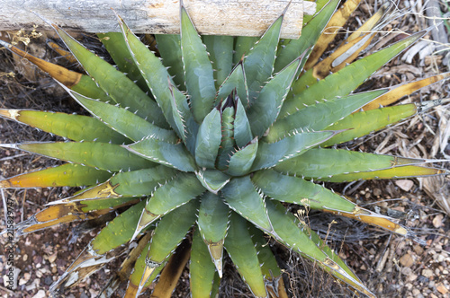 desert agave