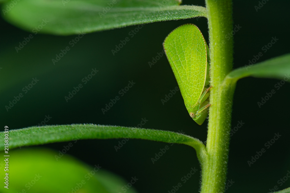 Closeup of a Planthopper or Lanternfly, Acanalonia conica, showing leaf like camouflage Closeup of a Planthopper or Lanternfly, Acanalonia conica, showing leaf like camouflage