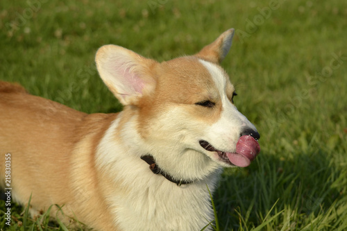 Puppy Corgi pembroke on a walk. Young energetic dog on a walk. Puppies education, cynology, intensive training of young dogs. Walking dogs in nature. © Таисья Корчак