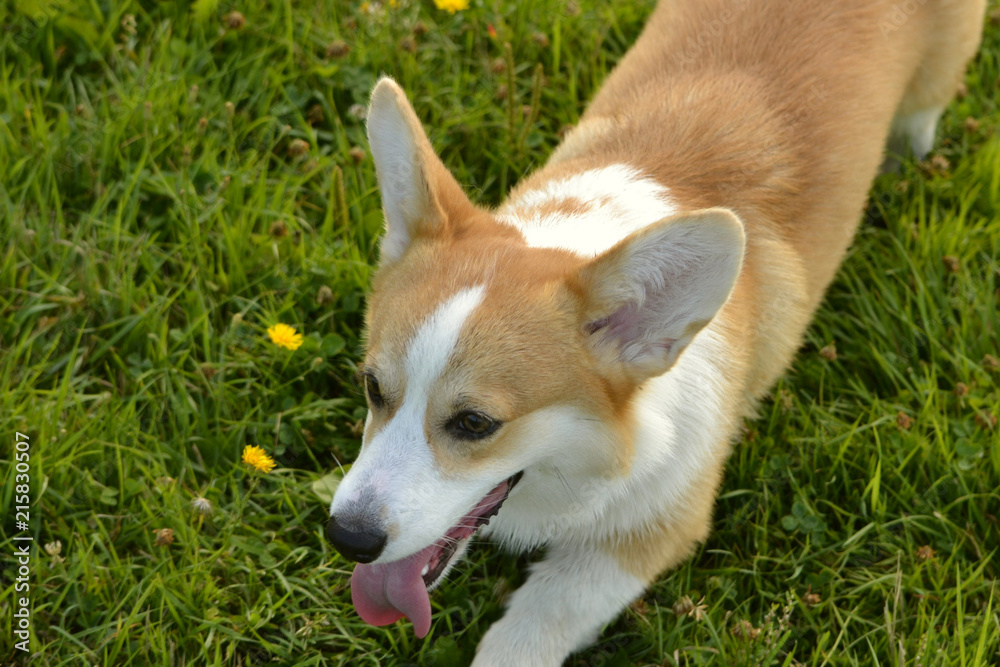 Puppy Corgi pembroke on a walk. Young energetic dog on a walk. Puppies education, cynology, intensive training of young dogs. Walking dogs in nature.