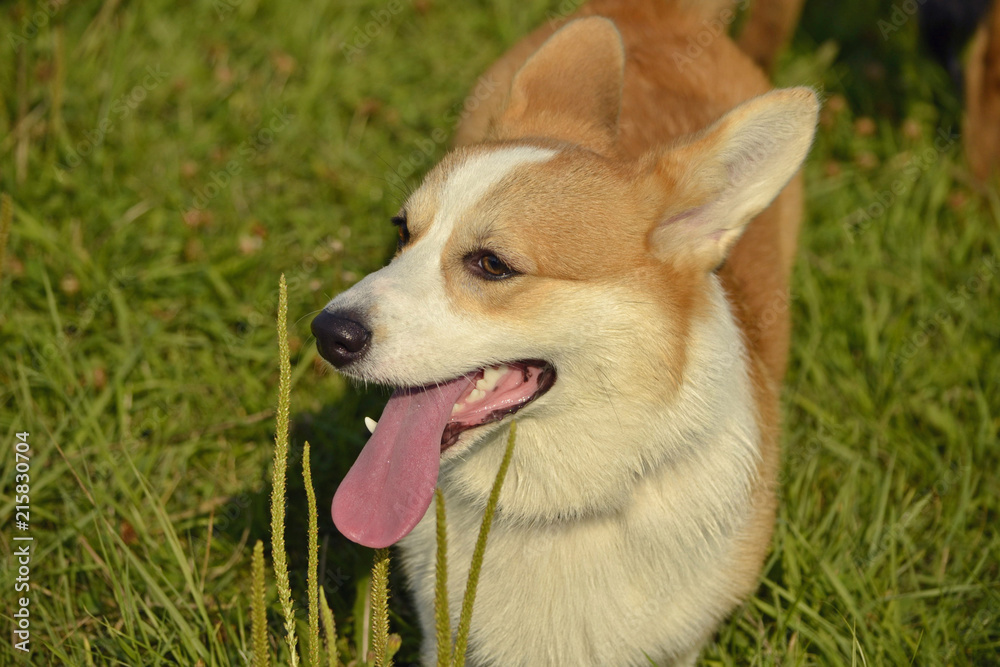 Puppy Corgi pembroke on a walk. Young energetic dog on a walk. Puppies education, cynology, intensive training of young dogs. Walking dogs in nature. Puppy Corgi pembroke on a walk. Young energetic dog on a walk. Puppies education, cynology, intensive training of young dogs. Walking dogs in nature.