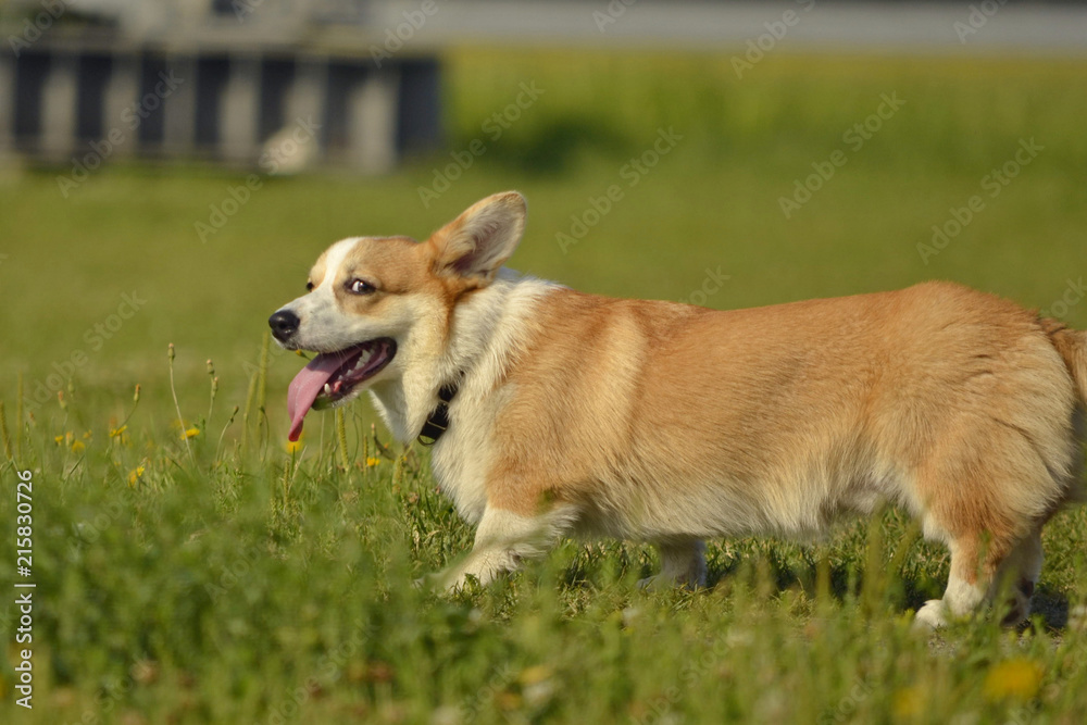 Puppy Corgi pembroke on a walk. Young energetic dog on a walk. Puppies education, cynology, intensive training of young dogs. Walking dogs in nature. Puppy Corgi pembroke on a walk. Young energetic dog on a walk. Puppies education, cynology, intensive training of young dogs. Walking dogs in nature.