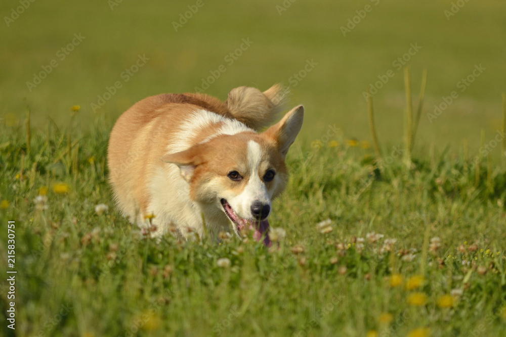 Puppy Corgi pembroke on a walk. Young energetic dog on a walk. Puppies education, cynology, intensive training of young dogs. Walking dogs in nature. Puppy Corgi pembroke on a walk. Young energetic dog on a walk. Puppies education, cynology, intensive training of young dogs. Walking dogs in nature.
