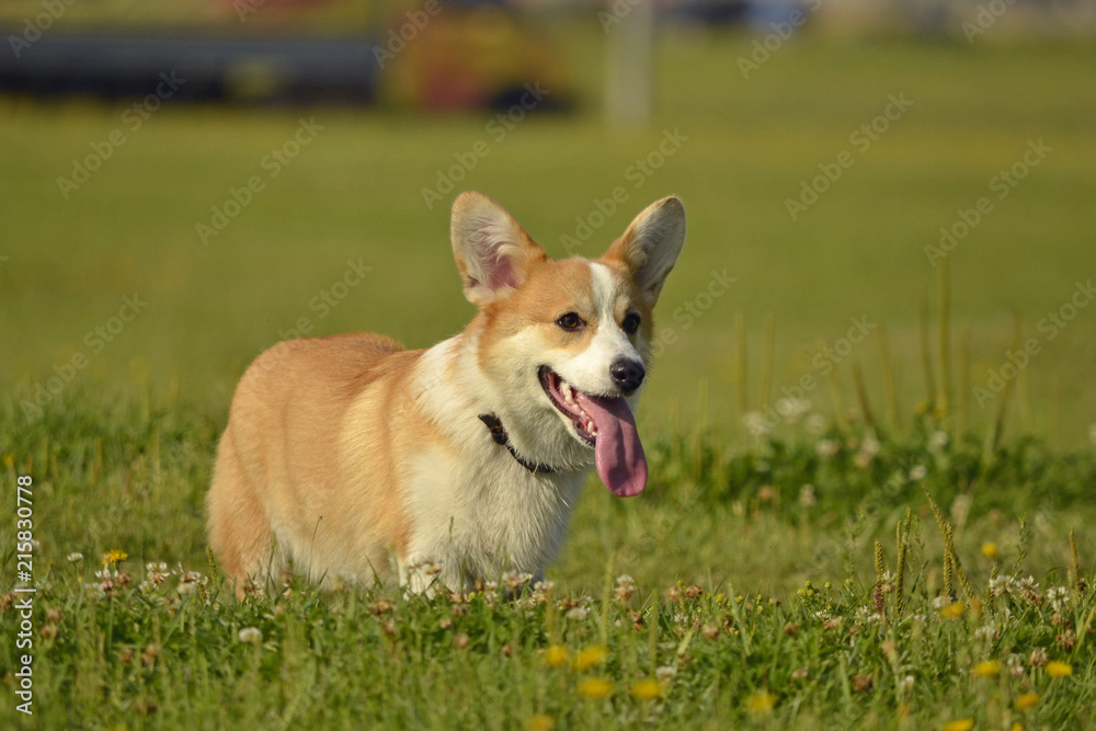 Puppy Corgi pembroke on a walk. Young energetic dog on a walk. Puppies education, cynology, intensive training of young dogs. Walking dogs in nature.