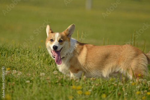Puppy Corgi pembroke on a walk. Young energetic dog on a walk. Puppies education, cynology, intensive training of young dogs. Walking dogs in nature. © Таисья Корчак