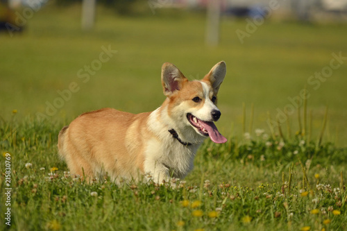 Puppy Corgi pembroke on a walk. Young energetic dog on a walk. Puppies education, cynology, intensive training of young dogs. Walking dogs in nature.