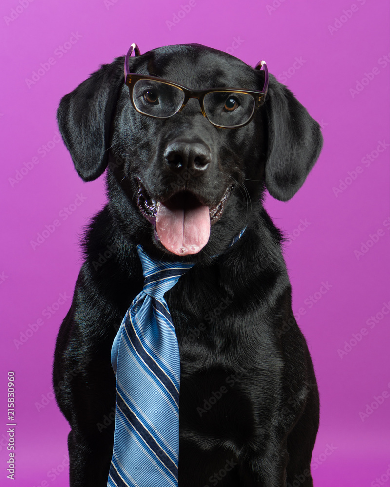 Funny Labrador Retriever dog in a tie and reading glasses against a purple  background Stock Photo | Adobe Stock