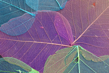 Acrylglasbilder Pflaumen Trockene Blätter in Ultraviolett-Textur  © jalisko