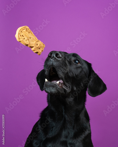 Funny Labrador Retriever dog catching treats in mid air against a purple background photo