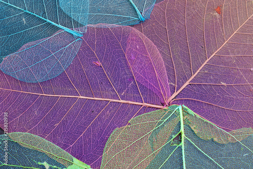 Background of texture of ultra violet dry leaves