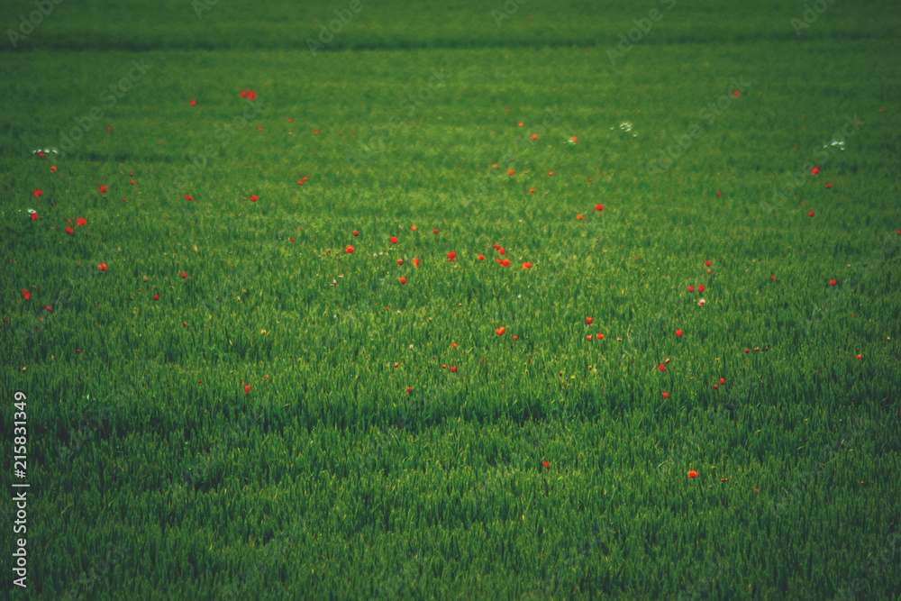 green fields with red flowers green wheat and poppy green fields with red flowers green wheat and poppy