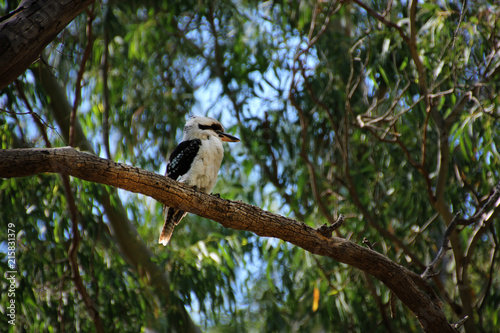 Kookaburra Sits in the Old Gumtree