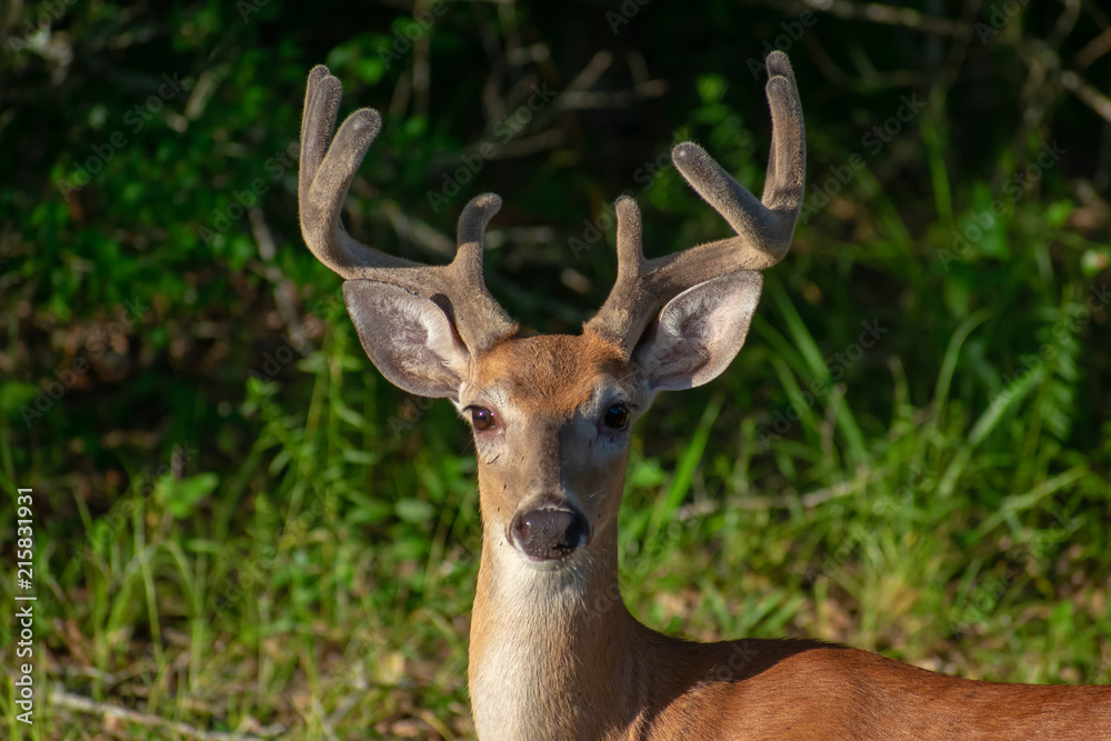 Buck Buck