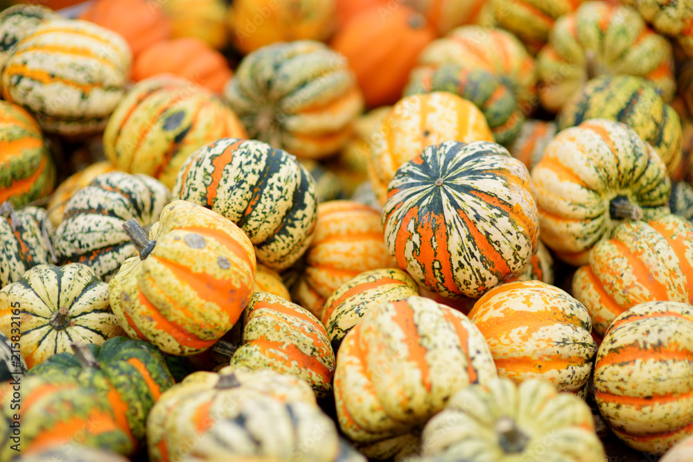 Decorative orange pumpkins on display at the farmers market in Germany. Orange ornamental pumpkins in sunlight Decorative orange pumpkins on display at the farmers market in Germany. Orange ornamental pumpkins in sunlight
