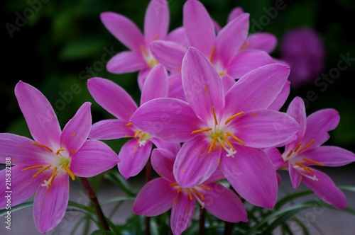 pink flowers, flower,pink,plant,blossom,garden,summer,flora,beauty,petal,floral,lily